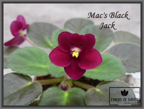 Mac's Black Jack